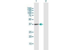 Western Blot analysis of HABP4 expression in transfected 293T cell line by HABP4 MaxPab polyclonal antibody.
