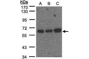 WB Image Sample(30 μg of whole cell lysate) A:Hep G2, B:MOLT4, C: Raji , 7. (PUF60 antibody  (C-Term))