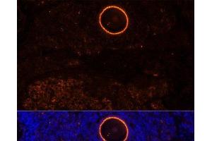 Immunofluorescence analysis of Rat oophoroma cells using ZP2 Polyclonal Antibody at dilution of 1:100. (ZP2 antibody)