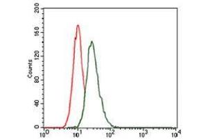 Flow cytometric analysis of HeLa cells using LRP5 mouse mAb (green) and negative control (red). (LRP5 antibody)