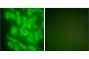 Immunofluorescence (IF) image for anti-Heat Shock Protein 90kDa alpha (Cytosolic), Class A Member 1 (HSP90AA1) (AA 683-732) antibody (ABIN1533314)