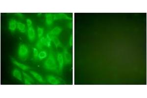 Immunofluorescence analysis of NIH-3T3 cells, using HSP90A Antibody. (HSP90AA1 antibody  (AA 683-732))