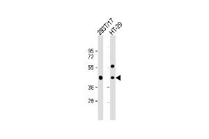 All lanes : Anti-G Antibody (C-term) at 1:1000 dilution Lane 1: 293T/17 whole cell lysate Lane 2: HT-29 whole cell lysate Lysates/proteins at 20 μg per lane. (GPA33 antibody  (C-Term))
