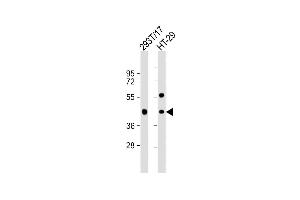 All lanes : Anti-G Antibody (C-term) at 1:1000 dilution Lane 1: 293T/17 whole cell lysate Lane 2: HT-29 whole cell lysate Lysates/proteins at 20 μg per lane. (GPA33 antibody  (C-Term))