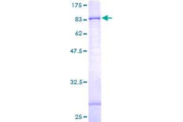 GPAA1 Protein (AA 1-621) (GST tag)