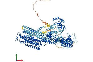AlphaFold protein structure predicition of Mouse Recombinant Atp1a4 Protein, UniprotID Q9WV27