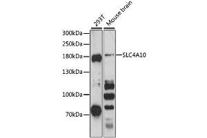 Western blot analysis of extracts of various cell lines, using SLC4A10 antibody (ABIN6292481) at 1:3000 dilution. (SLC4A10 antibody)