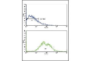 Flow cytometric analysis of HepG2 cells using ACVRL1 Antibody (N-term) (bottom histogram) compared to a negative control cell (top histogram). (ACVRL1 antibody  (N-Term))