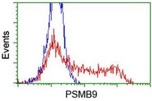 HEK293T cells transfected with either RC209001 overexpress plasmid (Red) or empty vector control plasmid (Blue) were immunostained by anti-PSMB9 antibody (ABIN2455594), and then analyzed by flow cytometry. (PSMB9 antibody  (AA 21-219))