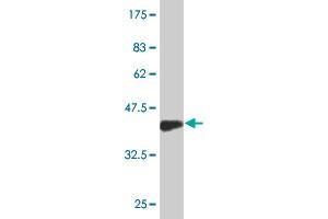 RNF150 antibody  (AA 67-176)