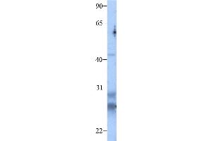 Host:  Rabbit  Target Name:  CLDN13  Sample Type:  SP2/0  Antibody Dilution:  1. (Claudin 13 (CLDN13) (C-Term) antibody)