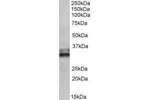 Western Blotting (WB) image for anti-Electron-Transfer-Flavoprotein, alpha Polypeptide (ETFA) (Internal Region) antibody (ABIN2464699) (ETFA antibody  (Internal Region))