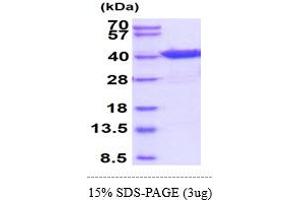 EIF2S1 Protein (AA 1-315) (His tag)