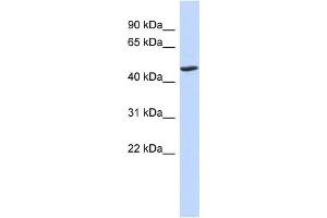 WB Suggested Anti-BTNL3 Antibody Titration:  0. (BTNL3 antibody  (N-Term))