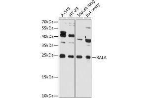 Western blot analysis of extracts of various cell lines, using RALA Antibody (ABIN6128673, ABIN6146666, ABIN6146667 and ABIN6215432) at 1:3000 dilution.
