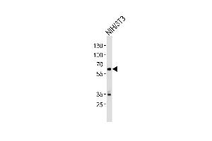 Western blot analysis of lysate from mouse NIH/3T3 cell line, using Mouse Ntrk2 Antibody (Center) (ABIN657851 and ABIN2846812). (TRKB antibody  (AA 343-372))