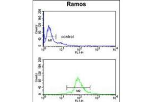 Flow cytometry analysis of Ramos cells (bottom histogram) compared to a negative control cell (top histogram). (U2AF1 antibody  (AA 99-125))