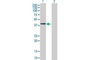 Western Blot analysis of WDR74 expression in transfected 293T cell line by WDR74 MaxPab polyclonal antibody. (WDR74 antibody  (AA 1-366))