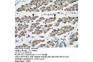 Human Muscle (TRIM68 antibody  (C-Term))