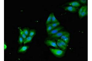 Immunofluorescence (IF) image for anti-Podocalyxin-Like (PODXL) (AA 32-458) antibody (ABIN7163724)