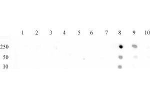 Histone H3 monomethyl Lys79 antibody (pAb) tested by dot blot analysis. (Histone 3 antibody  (meLys79))