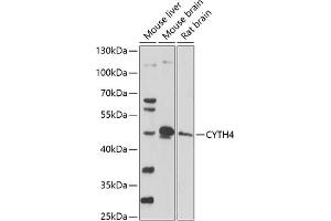 Western blot analysis of extracts of various cell lines, using CYTH4 antibody (ABIN7266662) at 1:1000 dilution. (Cytohesin 4 antibody  (AA 1-70))