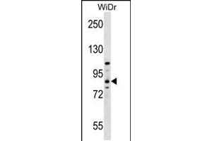Western blot analysis in WiDr cell line lysates (35ug/lane). (HOOK1 antibody  (AA 402-431))
