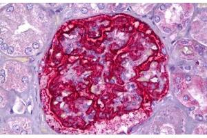 Anti-PJA2 antibody IHC staining of human kidney, glomeruli. (PJA2 antibody  (AA 141-190))
