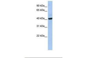 Image no. 1 for anti-THAP Domain Containing 5 (THAP5) (AA 203-252) antibody (ABIN6749756) (THAP5 antibody  (AA 203-252))