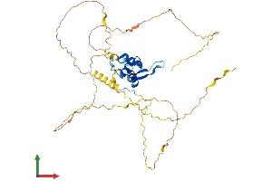 AlphaFold protein structure predicition of Human Recombinant FOXD4L1 Protein, UniprotID Q9NU39