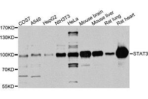 Western blot analysis of extracts of various cell lines, using STAT3 antibody (ABIN5975325) at 1/1000 dilution. (STAT3 antibody)