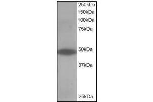 Antibody staining (0. (OSBPL1A antibody  (C-Term))