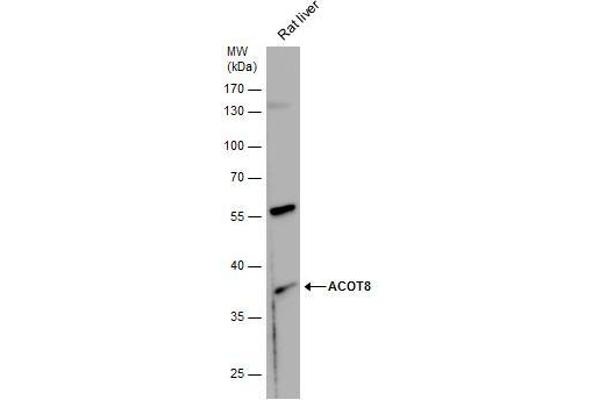 ACOT8 antibody