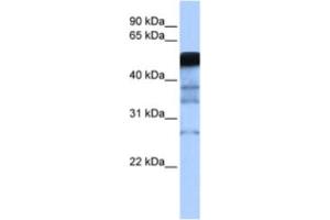 Western Blotting (WB) image for anti-E3 ubiquitin-protein ligase RAD18 (RAD18) antibody (ABIN2462678)