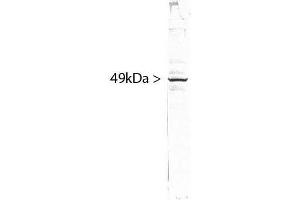 blots of HeLa cell crude extract stained with ABIN1580459.