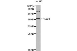 Western blot analysis of extracts of HepG2 cells, using ASGR2 Antibody (ABIN1980297) at 1:1000 dilution. (Asialoglycoprotein Receptor 2 antibody)