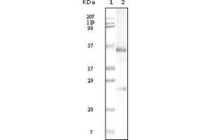 Western Blotting (WB) image for Mouse anti-Human IgG (Fc fragment) antibody (ABIN2469245) (Mouse anti-Human IgG (Fc fragment) Antibody)