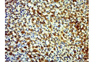 Paraformaldehyde-fixed, paraffin embedded rat adrenal gland; Antigen retrieval by boiling in sodium citrate buffer (pH6. (C2orf40 antibody)