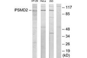Western blot analysis of extracts from HT-29/HeLa/293 cells, using PSMD2 Antibody.