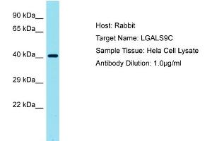 Host: Rabbit Target Name: LGALS9C Sample Tissue: Human Hela Whole Cell Antibody Dilution: 1ug/ml (LGALS9C antibody  (C-Term))