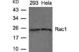 Image no. 2 for anti-RAC1 (AA 69-73) antibody (ABIN197428) (RAC1 antibody  (AA 69-73))
