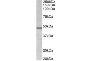 AP31711PU-N (1µg/ml) staining of Daudi lysate (35µg protein in RIPA buffer). (Chitotriosidase 1 antibody  (Internal Region))