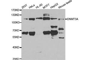 Western blot analysis of extracts of various cell lines, using DNMT3A antibody (ABIN5971096) at 1/1000 dilution. (DNMT3A antibody)