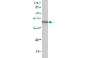 GRHL3 antibody  (AA 101-200)