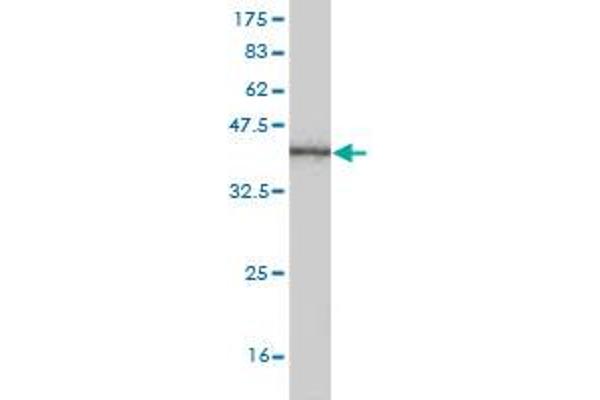 GRHL3 antibody  (AA 101-200)