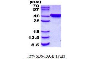 Image no. 1 for Chromosome 2 Open Reading Frame 60 (C2orf60) protein (His tag) (ABIN1098482) (C2orf60 Protein (His tag))