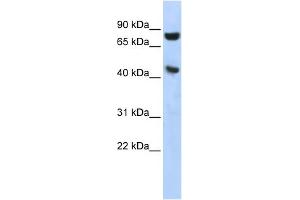 WB Suggested Anti-RNH1 Antibody Titration: 0. (RNH1 antibody  (Middle Region))