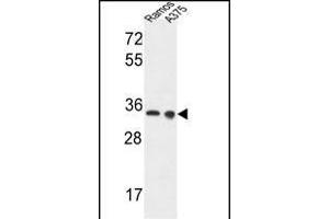 LDHA Antibody (Center) (ABIN653476 and ABIN2842897) western blot analysis in Ramos, cell line lysates (35 μg/lane). (Lactate Dehydrogenase A antibody  (AA 154-182))
