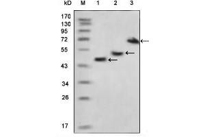 Western blot analysis using MBP mouse mAb against various fusion protein with MBP tag. (MBP Tag antibody)