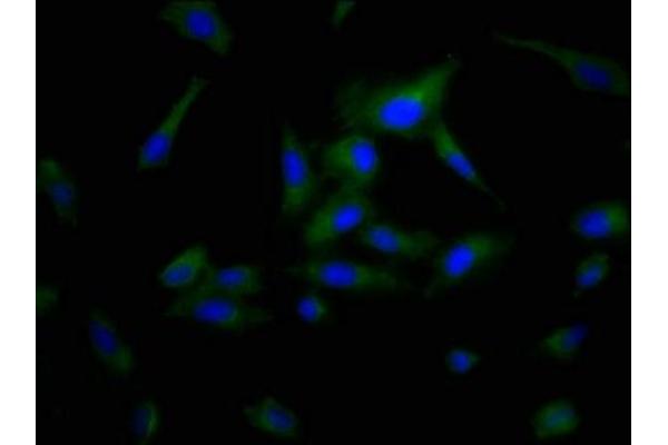 POPDC3 antibody  (AA 130-291)